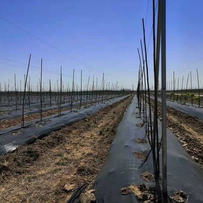 Jardim Ervas daninhas Agricultura Cobertura do solo Paisagem Tecido Telo Pacciamatura Película de cobertura de plástico Agricultura
